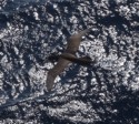 An albatross hunts for fish next to the ship